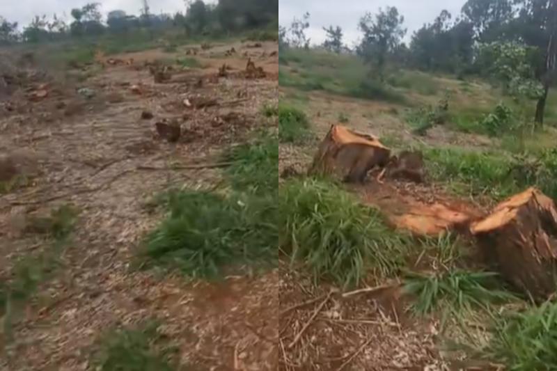 Collage photo of trees cut down inside Karura Forest.
